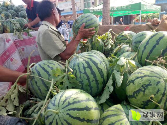 东明西瓜最新今日价格